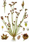 Sand-Binse - Juncus tenageia Ehrh. ex L. f. 