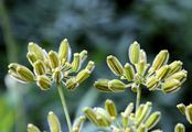 Berg-Laserkraut - Laserpitium siler L.