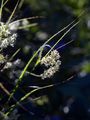 White Wood-Rush - Luzula luzuloides (Lam.) Dandy & Wilmott