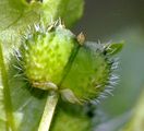 Annual Mercury - Mercurialis annua L.
