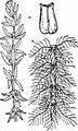 Various-Leaved Water-Milfoil - Myriophyllum heterophyllum Michx.