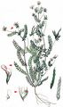 Serradella - Ornithopus sativus Brot.