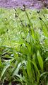 Spitz-Wegerich - Plantago lanceolata L.