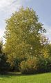 Western Balsam-Poplar - Populus trichocarpa Hook.