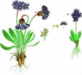 Klebrige Primel - Primula glutinosa Wulfen 