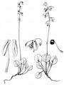 Green-Flowered Wintergreen - Pyrola chlorantha Sw.