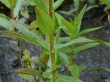 Marsh Woundwort - Stachys palustris L.