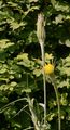 Yellow Goat's Beard - Tragopogon dubius Scop.