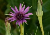 Salsify - Tragopogon porrifolius L.