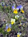 Wild Pansy - Viola tricolor L.