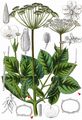 Ground-Elder - Aegopodium podagraria L.