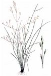 Rauhes Straußgras - Agrostis scabra Willd. 