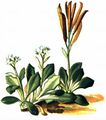 Blaue Gänsekresse - Arabis caerulea (All.) Haenke