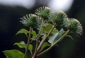 Große Klette - Arctium lappa L.