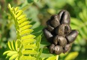 Kicher-Tragant - Astragalus cicer L.