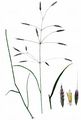 Field Brome - Bromus arvensis L.