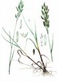 Rye Brome - Bromus secalinus L.