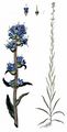 Throatwort - Campanula cervicaria L.
