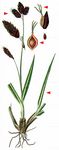 Trauer-Segge - Carex atrata L. 