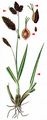 Black Alpine-Sedge - Carex atrata L.