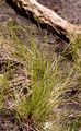 Zweihäusige Segge - Carex dioica L.