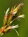 Spiked Sedge - Carex spicata Huds. 