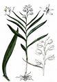 White Helleborine - Cephalanthera damasonium (Mill.) Druce