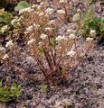 Common Scurvygrass - Cochlearia officinalis L.