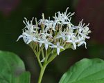 Dogwood - Cornus sanguinea L.