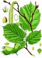 Hazel - Corylus avellana L.