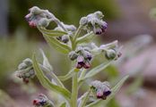 Hound's-Tongue - Cynoglossum officinale L.
