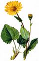 Leopard's-Bane - Doronicum pardalianches L.