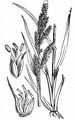 Cockspur - Echinochloa crus-galli (L.) P. Beauv.