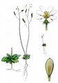 Frühlings-Hungerblümchen - Erophila verna (L.) Chevall.