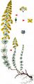 Lady's Bedstraw - Galium verum L.