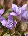 Feld-Kranzenzian - Gentianella campestris (L.) Börner