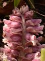 Toothwort - Lathraea squamaria L.