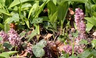 Toothwort - Lathraea squamaria L.