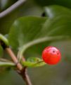 Alpine Honeysuckle - Lonicera alpigena L.