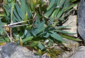 Baden's Bluegrass - Poa badensis Willd.