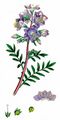 Jacob's-Ladder - Polemonium caeruleum L.
