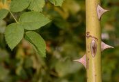 Rough-Leaved Rose - Rosa marginata Wallr.