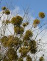 Viscum album - Gewöhnliche Mistel (Santalaceae)