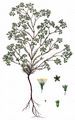 Perennial Knawel - Scleranthus perennis L.