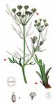 Wiesensilge - Silaum silaus (L.) Schinz & Thell. 