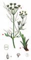 Pepper-Saxifrage - Silaum silaus (L.) Schinz & Thell.