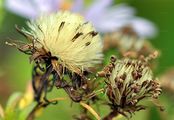 Confused Michaelmas-Daisy - Symphyotrichum novi-belgii (L.) G. L. Nesom