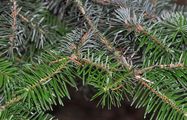 Eastern Hemlock-Spruce - Tsuga canadensis (L.) Carrière