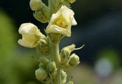 Windblumen-Königskerze - Verbascum phlomoides L.