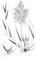 Rotes Straußgras - Agrostis capillaris L.